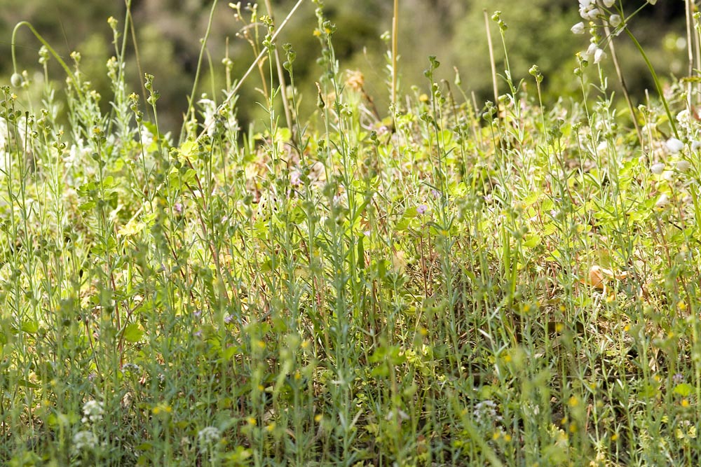 Linaria simplex